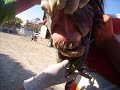 Our Horse Sultan De Capuchino
