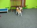 videos de Where Dogs Play All Day