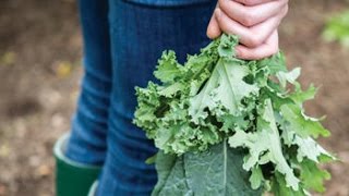 Quick Start Gardening Guide: How to Grow Kale