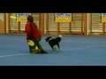 Happy Dog EuroFlite Hungary - Freestyle - Olly