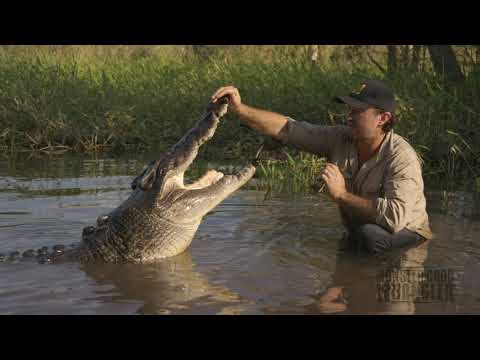 ‘Who Says You Can't Train a Crocodile?' - Man Interacts With Wild Crocodile in Australia