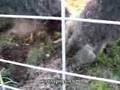 Herbfarm Pigs