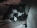 naissance des chatons