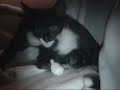 naissance des chatons