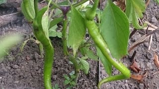 Hobi Bahçecilik - Saksıda Biber ve Patlıcan Dik