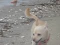 Maggie & Pepe in Ocracoke (short)