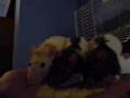 Pet Rat Play Time