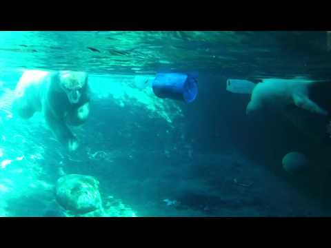 polar bair