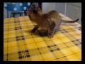 Matisse, GV de Cascais, adoptado! Matisse, GV de Cascais, adoptado!