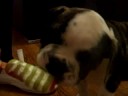 Matzoball Vs Twister! (English Bulldog)