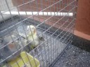 cute birds