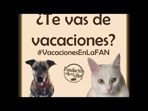 Imagen de previsualización de YouTube