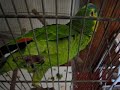 loreta-linda.html