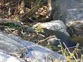 Common Moorhen?1