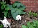 May 26, 2008 Fiona and Teddy exploring the Hostas