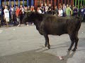 Bull Running Calpe Spain 08