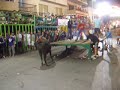 Bull Running Calpe Spain 08