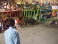 Bull Running Calpe Spain 08