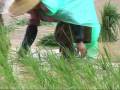 Paddy transplanting in Asia