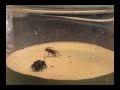 Jumping Spiders Devouring Crickets Jumping Spiders Devouring Crickets