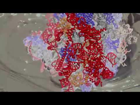 Ribosome: the “most sophisticated machine ever made”