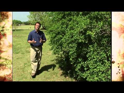 how to fertilize honeysuckle