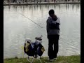 Trota lago - Montone (PG)