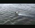 Sea Jet råfilm Sea Jet råfilm