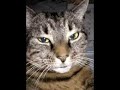 Maime A REAL talking cat!!! with CATTITUDE!!!