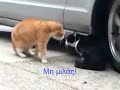 Apatimeni Gata - Cat Fighting (Radio Arvila - ANT1)