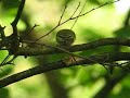 fluiter wood warbler Phylloscopus sibilatrix