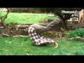 How To Do a Somersault
