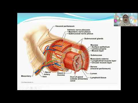Biologi Kelas 11, Sistem Pencernaan1: Pendahuluan - Rongga Mulut