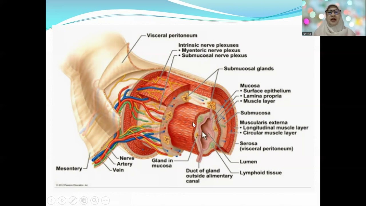 Biologi Kelas 11, Sistem Pencernaan1: Pendahuluan - Rongga Mulut