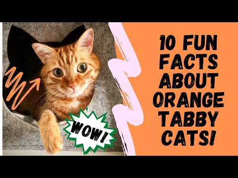 10 Fun Facts About Orange Tabby Cats (AKA Ginger Cats)