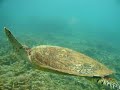 Turtle in Aur House Reef with Diver