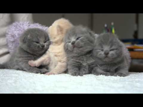 Cute Cats Youtube on Tags  Britse Korthaar   Kittens   Schattig   Slapen
