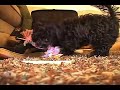 Cute Morkie Puppy Playing with Cat and Toy Cute Morkie Puppy Playing with Cat and Toy
