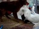 The Dogs