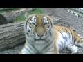 アムールトラのココア(釧路市動物園)~Amur tiger at Kushiroshi zoo