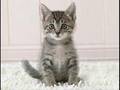 LOL Catz