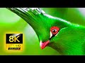 THE WORLD'S MOST COLORFUL AND BEAUTIFUL B ..
