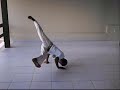 Le�o - Grupo de Capoeira Cord�o de Ouro Natal RN