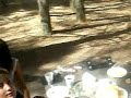 BARBACOA EN EL PANTANO -1-