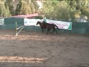 il cavallo siciliano indigeno il cavallo siciliano indigeno