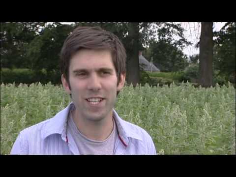 how to grow harvest quinoa