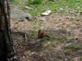 videos de Eating Squirrel