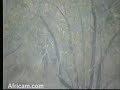 Tracking Leopard in the Bush - Nkorho 07/08/08 - Part 2