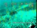 videos de deep sea creature.MP4