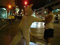 Bunny gone wild on Elgin
